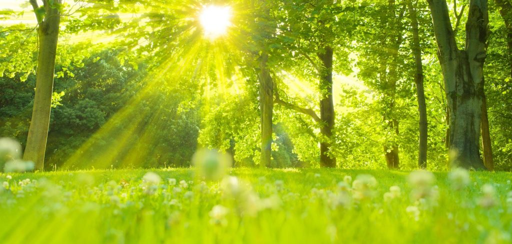 forest sunlight