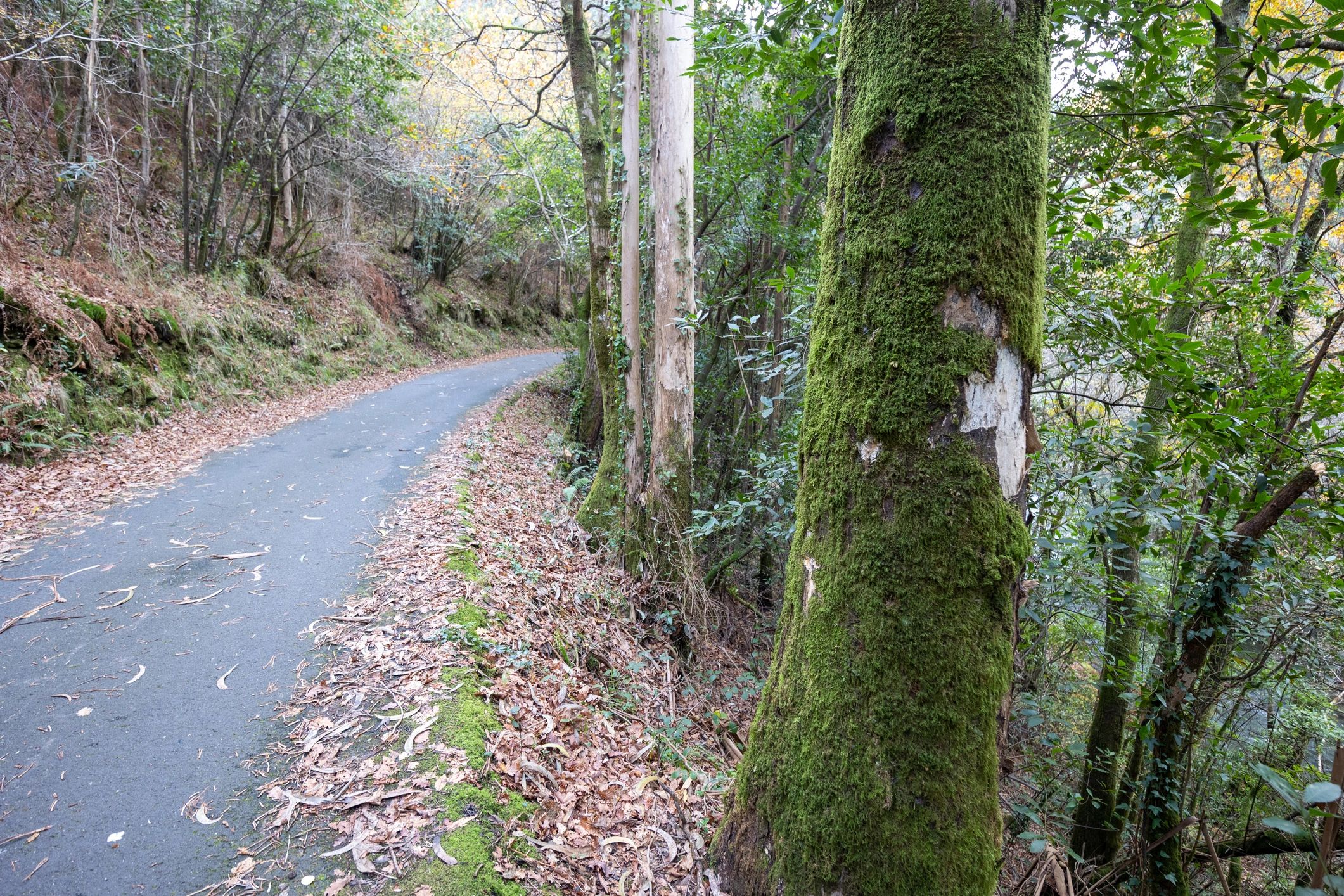 Sunlit forest path representing a healing journey